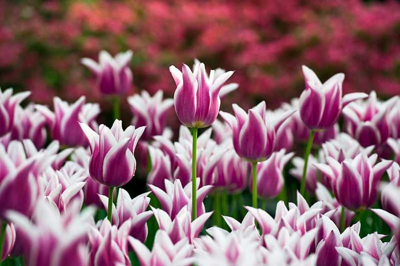 Tulipa Ballade,Tulip 'Ballade', Lily-Flowered Tulip 'Ballade', Lily-Flowering Tulip 'Ballade', Lily-Flowered Tulips, Spring Bulbs, Spring Flowers,Tulipe Ballade, Lily Flowered Tulip, Lily Flowering Tulip, Bicolor Tulip, Purple Tulip